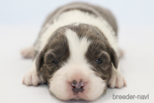 成約済の神奈川県のボーダーコリー-359948の4枚目